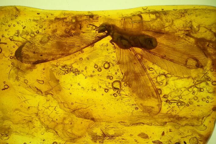 Detailed Fossil Winged Termite (Isoptera) In Baltic Amber #159757